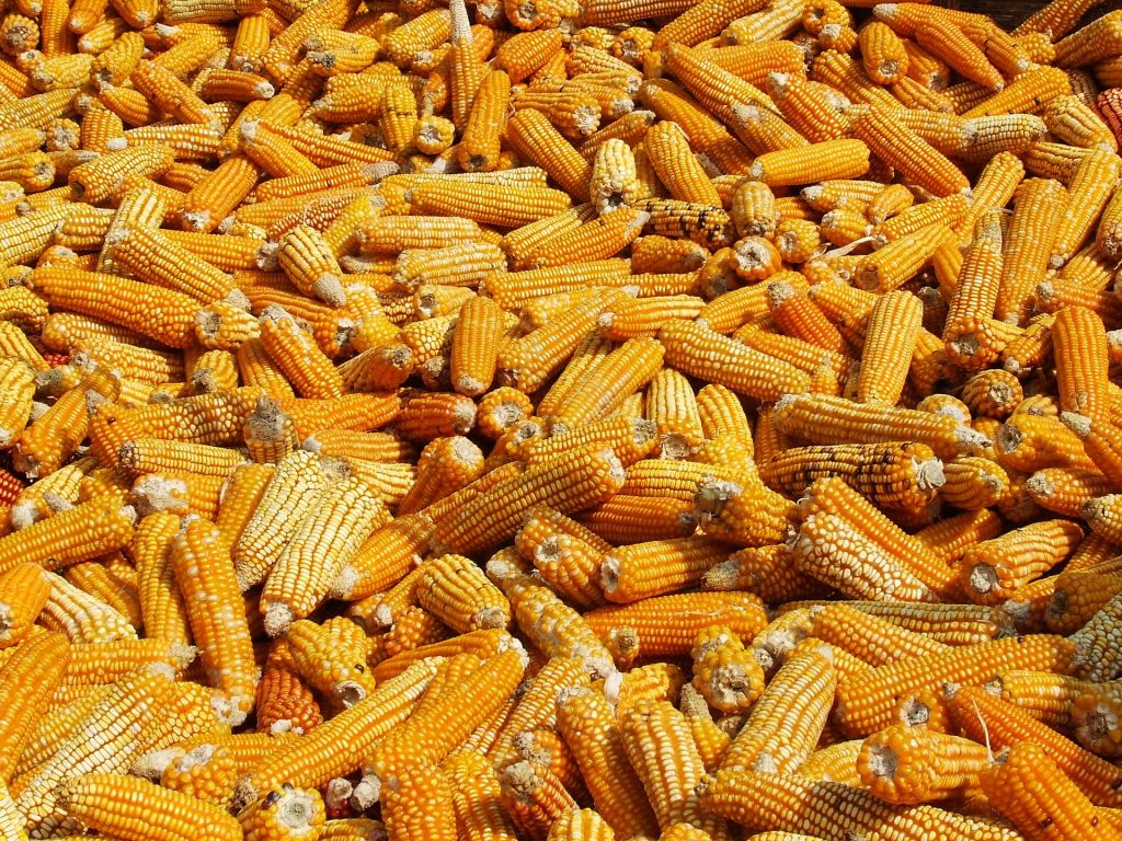 Maize