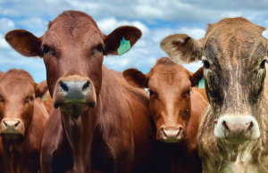 Pedlar Farm Cattle sale